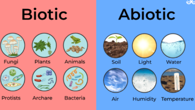 What are the Biotic and Abiotic Resources? A Comprehensive Guide with Examples