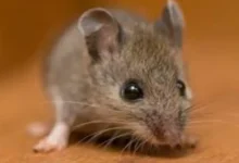 Rodent Infestations in Dallas: How to Deal with Rodents and Avoid the Dangers They Bring