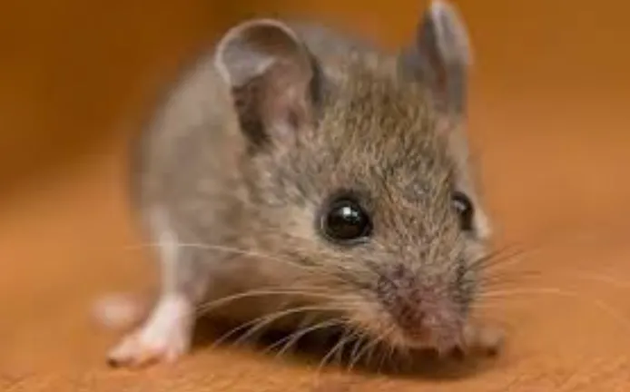 Rodent Infestations in Dallas: How to Deal with Rodents and Avoid the Dangers They Bring